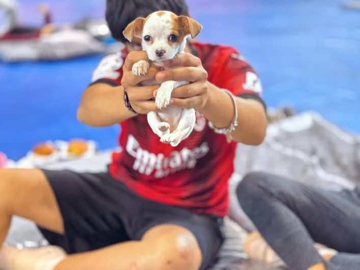 Llama Carlos Peña Ortz a proteger la integridad de las mascotas