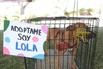 Responden ciudadanos a sexta feria de adopción canina y felina del Gobierno Municipal 