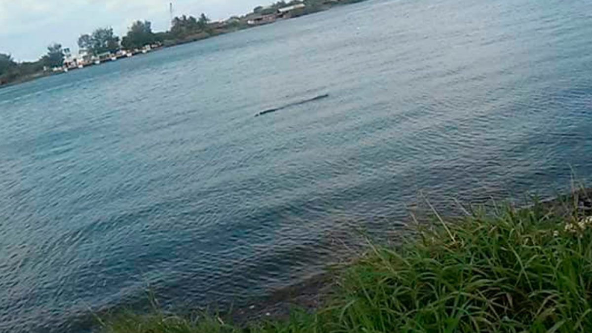 Fotografían a cocodrilo nadando en el río Pánuco 