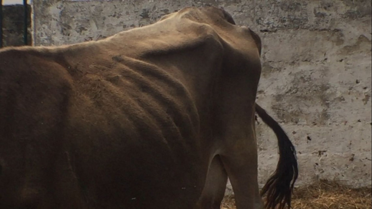 Registran las primeras muertes de reses a consecuencia de la sequía