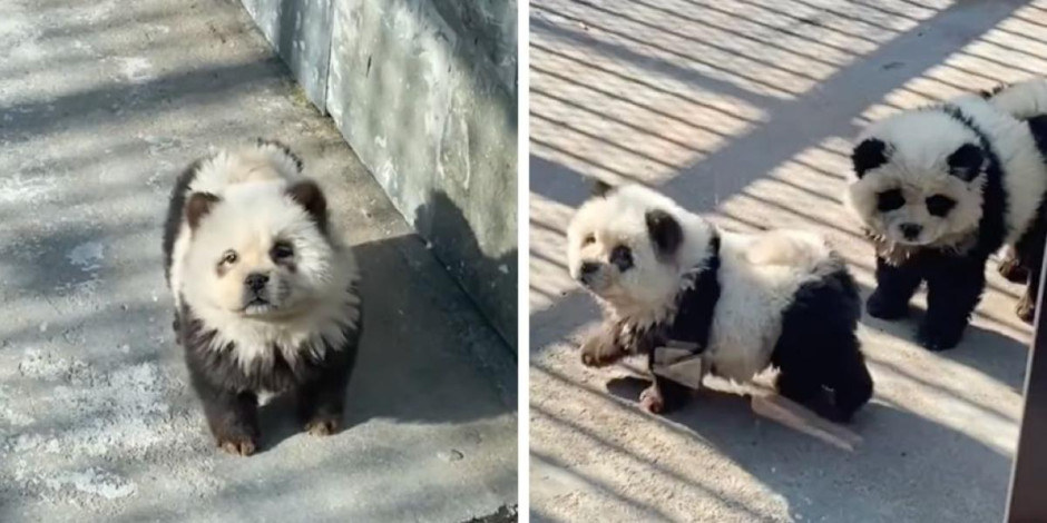 Zoológico de China hace pasar a perritos ¡por pandas gigantes!