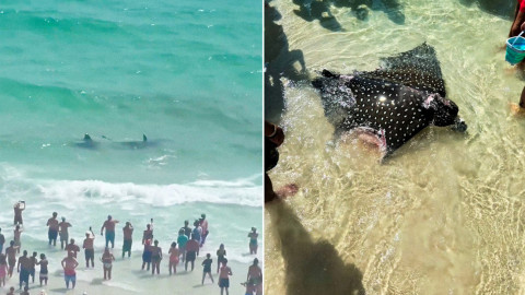 Tiburón ataca a mantarraya frente a turistas en playa de Florida