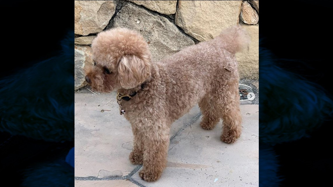 Orlando Bloom y su conmovedor mensaje tras perder a su perrito