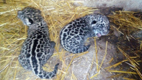 Constata Profepa nacimiento de dos jaguares en Nayarit