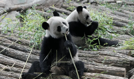 Los pandas de Beauval regresan a China tras 13 años en Francia