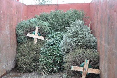 Habilitan centros de acopio de árboles de navidad