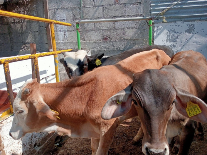 Preocupa plaga de garrapatas a ganaderos de la región 