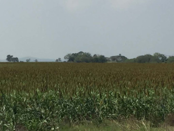 Es alentador el periodo de siembra de sorgo en la zona sur de Tamaulipas