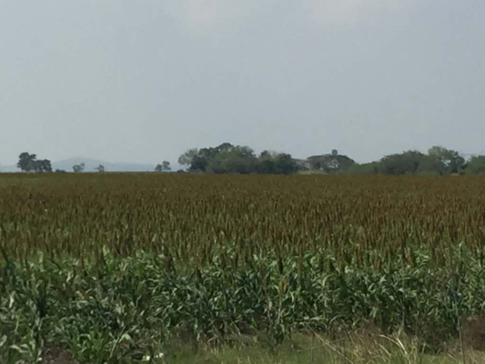 Es alentador el periodo de siembra de sorgo en la zona sur de Tamaulipas