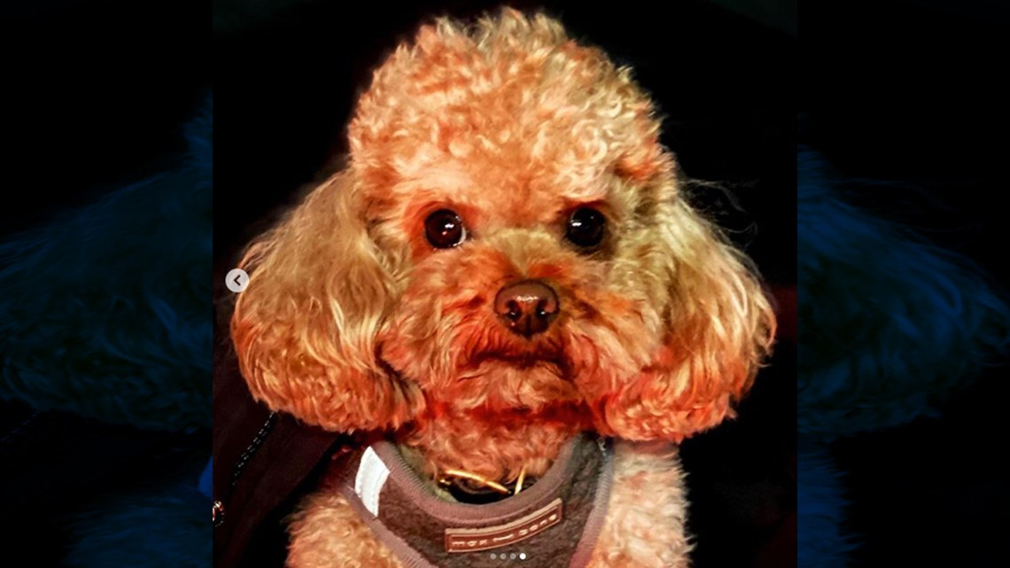 Orlando Bloom y su conmovedor mensaje tras perder a su perrito