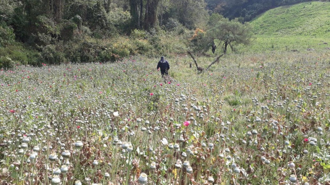 Fuerzas federales destruyen dos plantíos de amapola en Oaxaca