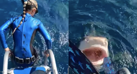 Buzo casi cae en boca de tiburón tigre en Hawái