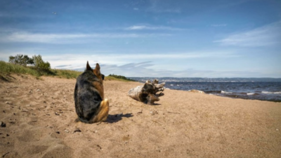 "Quasimodo", el perrito jorobado que está conquistando redes sociales