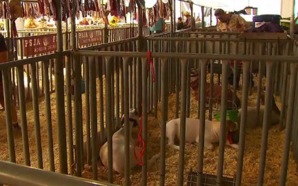 Espectáculo ganadero en el RGV da inicio este viernes