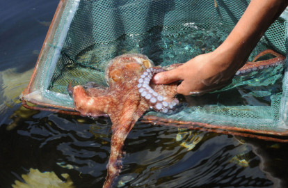 Saliva del pulpo rojo podría tener agentes contra el Alzheimer: UNAM