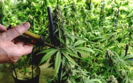 Mediante cateo FGR Matamoros asegura inmueble y 791 plantas de marihuana
