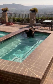 Oso es captado refrescándose en la alberca de una casa