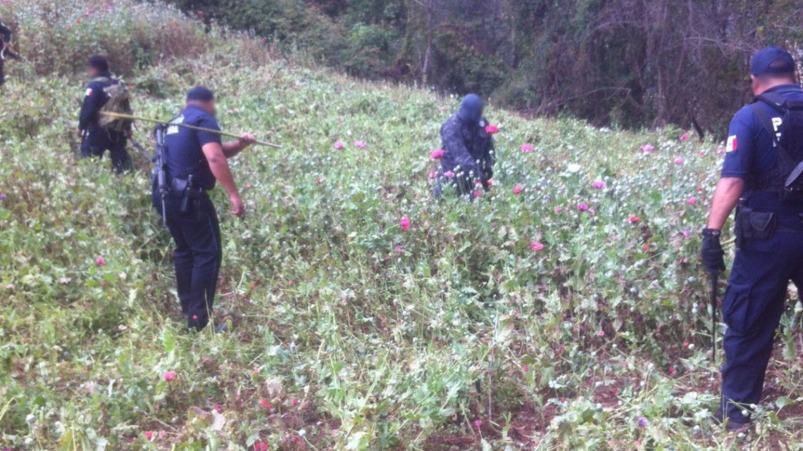 Fuerzas federales destruyen dos plantíos de amapola en Oaxaca