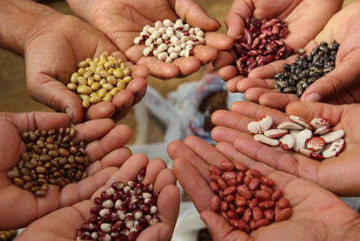 Conmemoran en Tampico el Día Mundial de la Alimentación