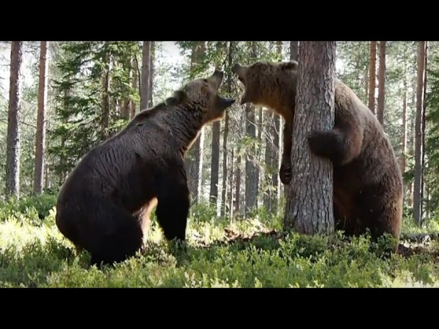 Captan una feroz pelea entre dos osos en Finlandia