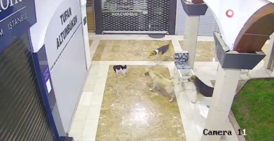 ¡Mamá al rescate!: Gata defiende a su cría del ataque de tres perros