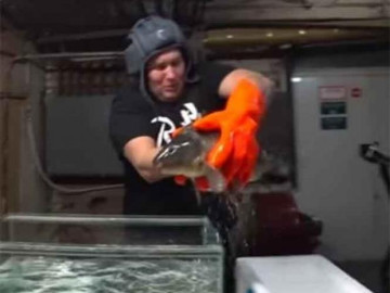 Critican a Youtuber por congelar y descongelar a un pez