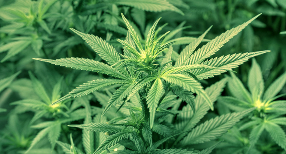 Coepris recibe solicitudes para poder consumir marihuana 