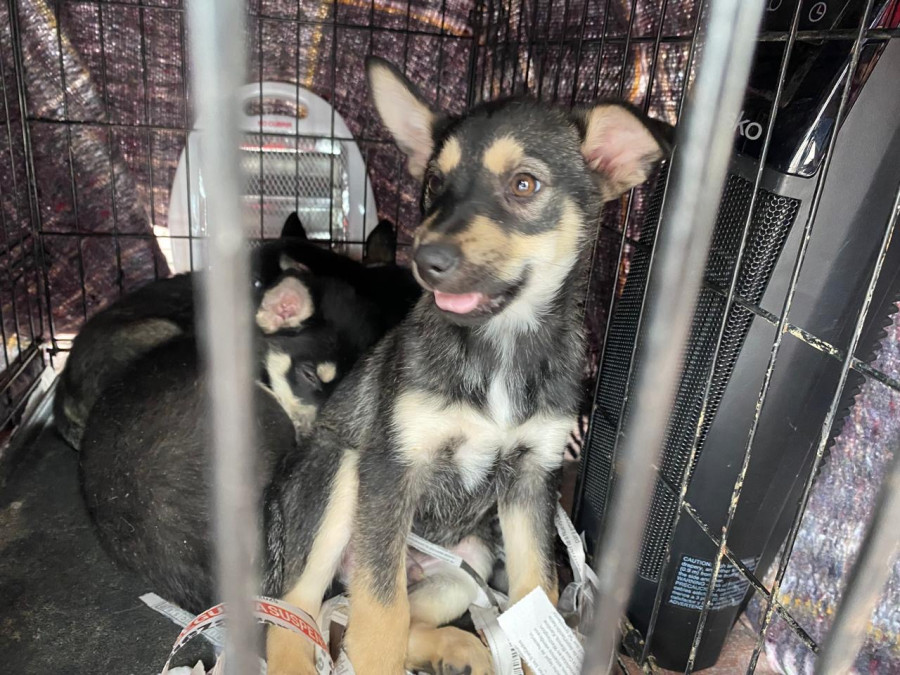Avanza vacunación antirrábica; llaman a la ciudadanía a proteger a sus mascotas