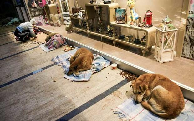 En Turquía, un centro comercial abre sus puertas a perritos callejeros por frío