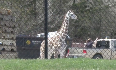 Jirafa bebé escapa por un par de horas de su recinto 