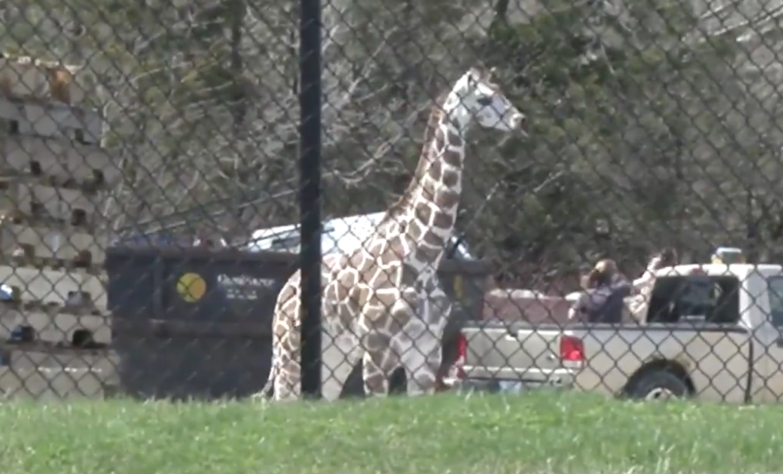 Jirafa bebé escapa por un par de horas de su recinto 