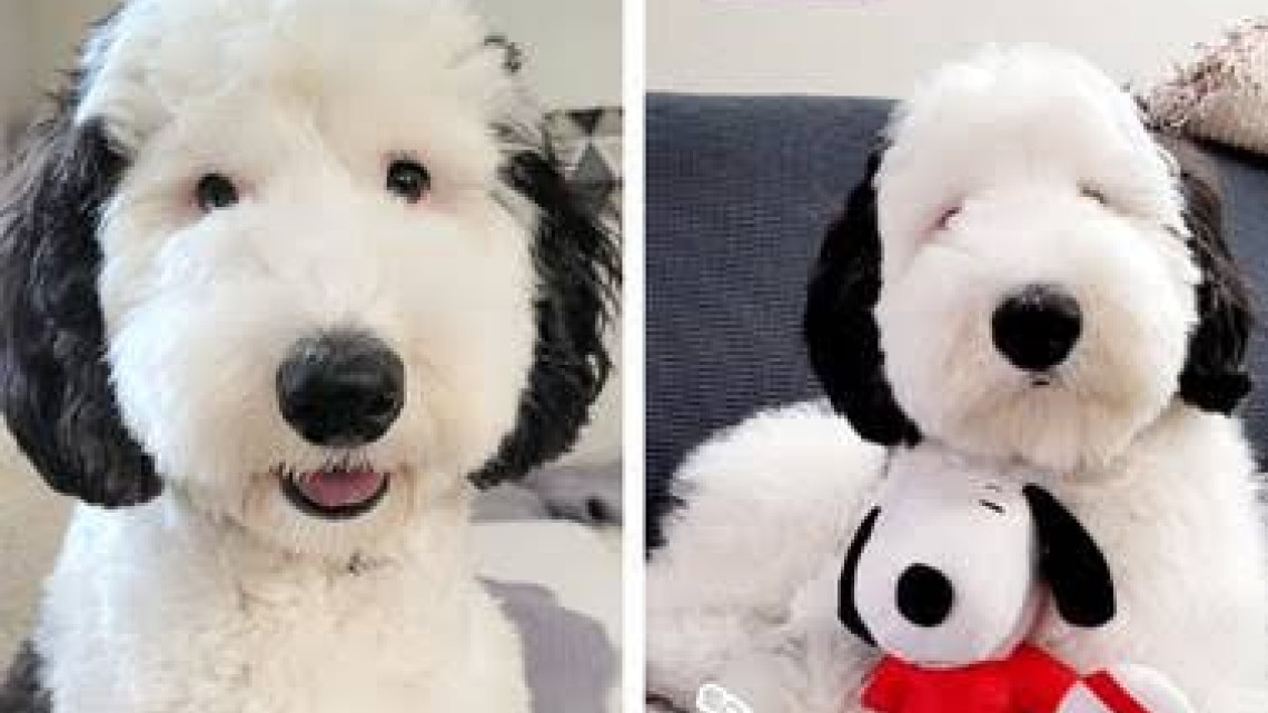 Bayley, la doble de Snoppy que es una sensación en las redes 