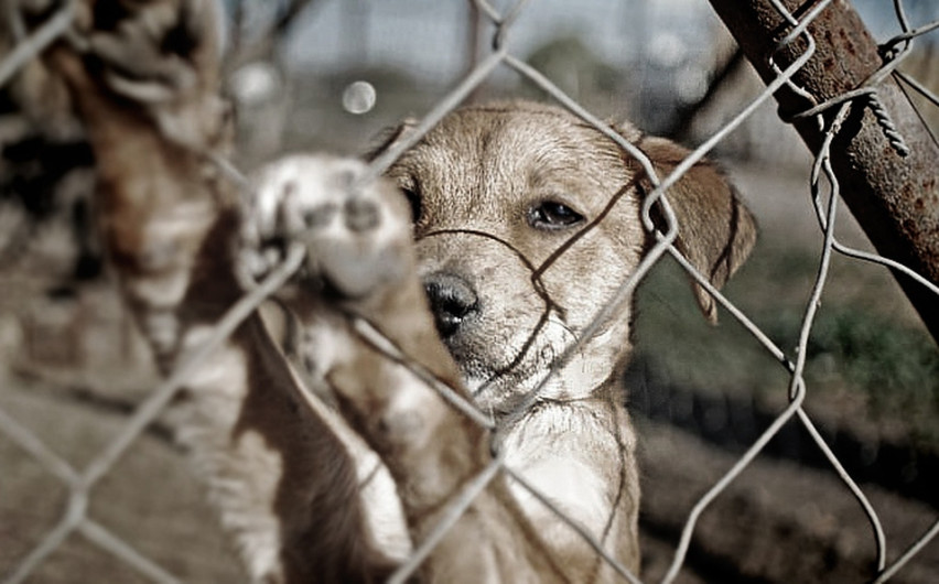 Fuertes sanciones por maltrato animal en Tampico