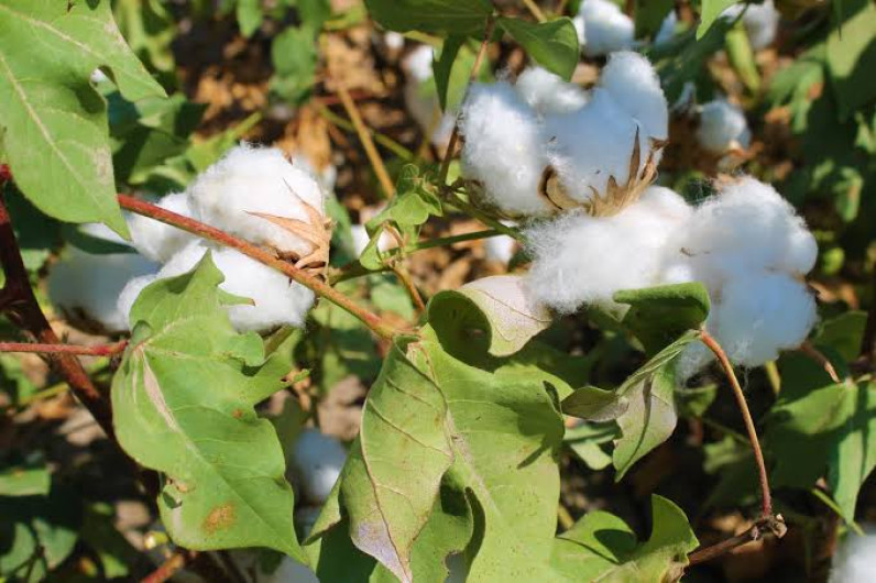 Planta de Texas se encuentra en peligro de extinción