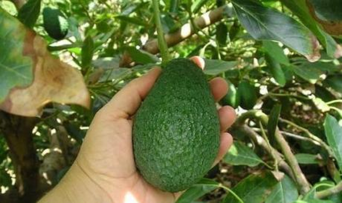 Tamaulipas desea ser productor de aguacate