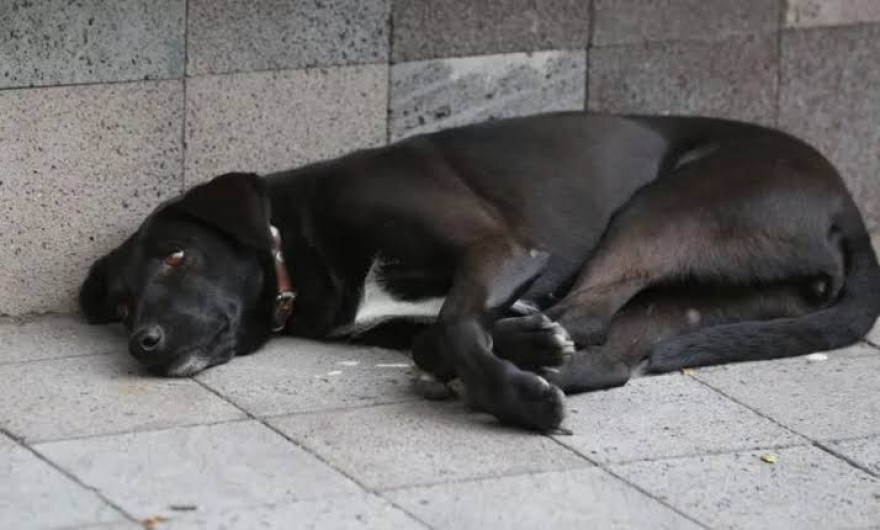 Piden cuidar a las mascotas del calor extremo