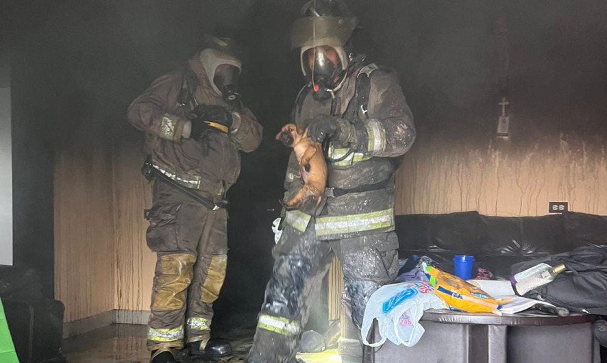 Esperanza y vida entre la tragedia, Bomberos rescatan cachorros