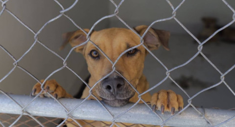 Invitan a brindar hogar a mascotas abandonadas