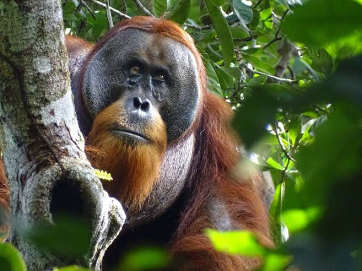 ¡Increíble! Orangután utiliza planta medicinal para curar su herida 