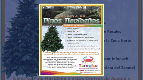 Abren centros de acopio de pinos navideños