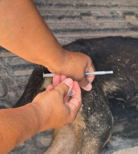 Atendió Hospital Veterinario Municipal de Reynosa a perrito