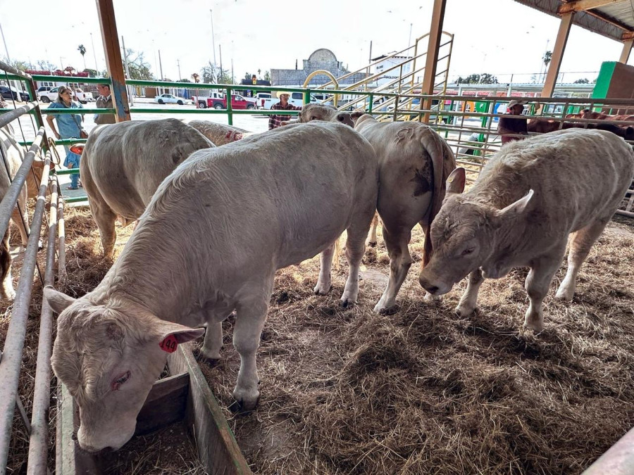 Se retrasa exportación de ganado por la detección del gusano barrenador cerca de la frontera