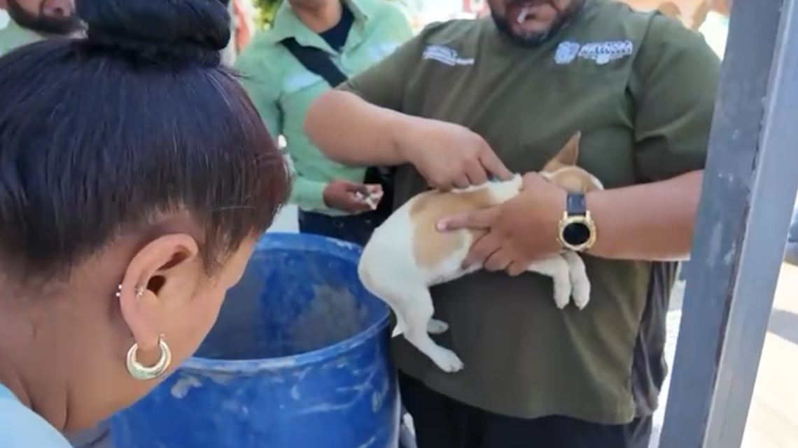 Atiende Gobierno Municipal a mascotas afectadas por la emergencia en Reynosa 