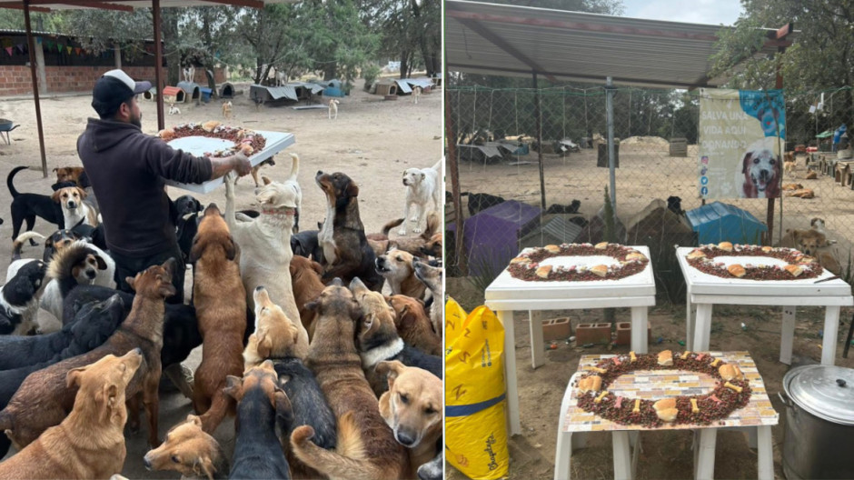 Celebran con 'perrirrosca' el Día de Reyes en refugio Orejitas de Gala