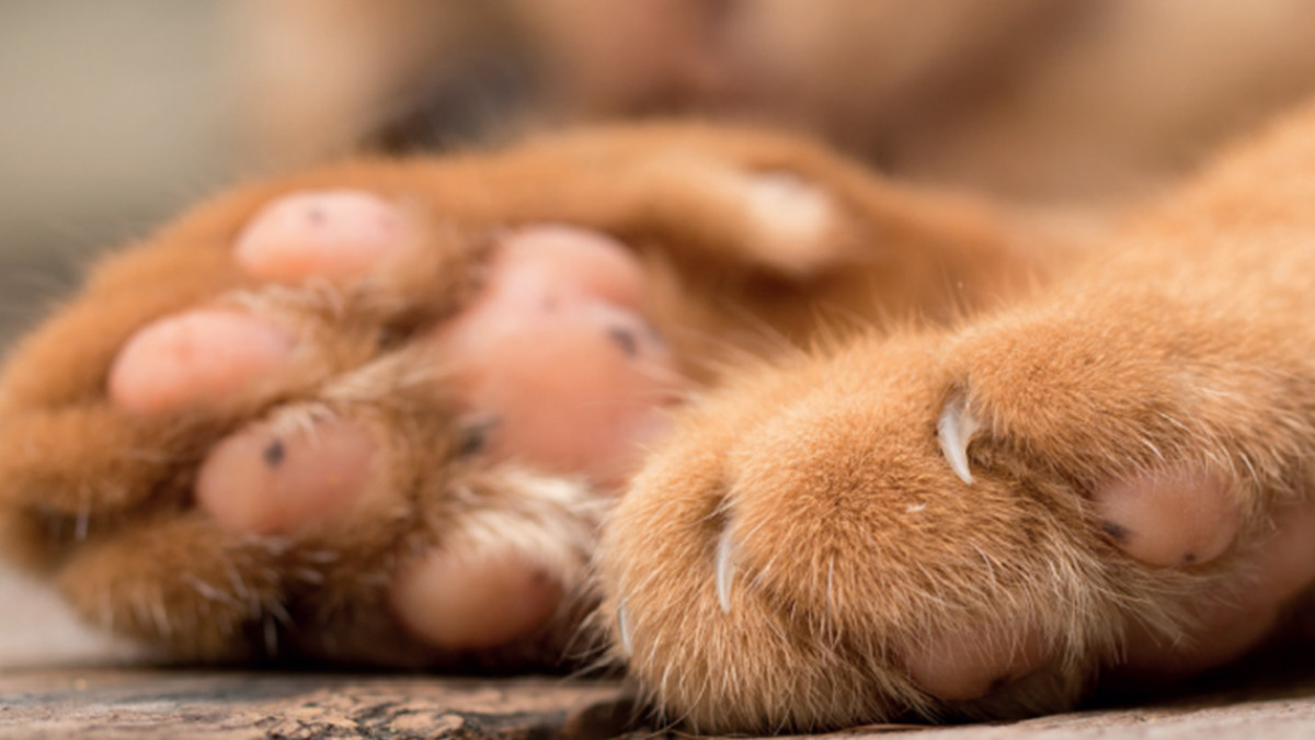 Aumenta envenenamiento de perros y gatos en Altamira