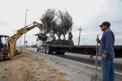 Avanza programa de reforestación del Gobierno Municipal de Reynosa