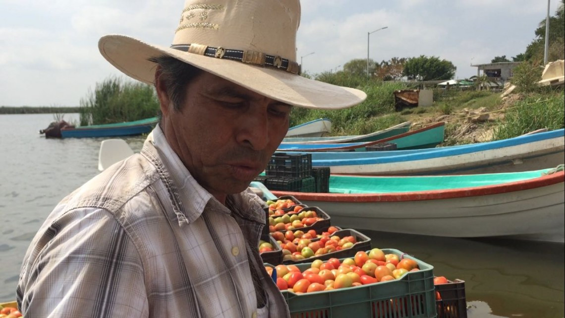Productores de tomate recienten las trabas de EU para exportar el producto