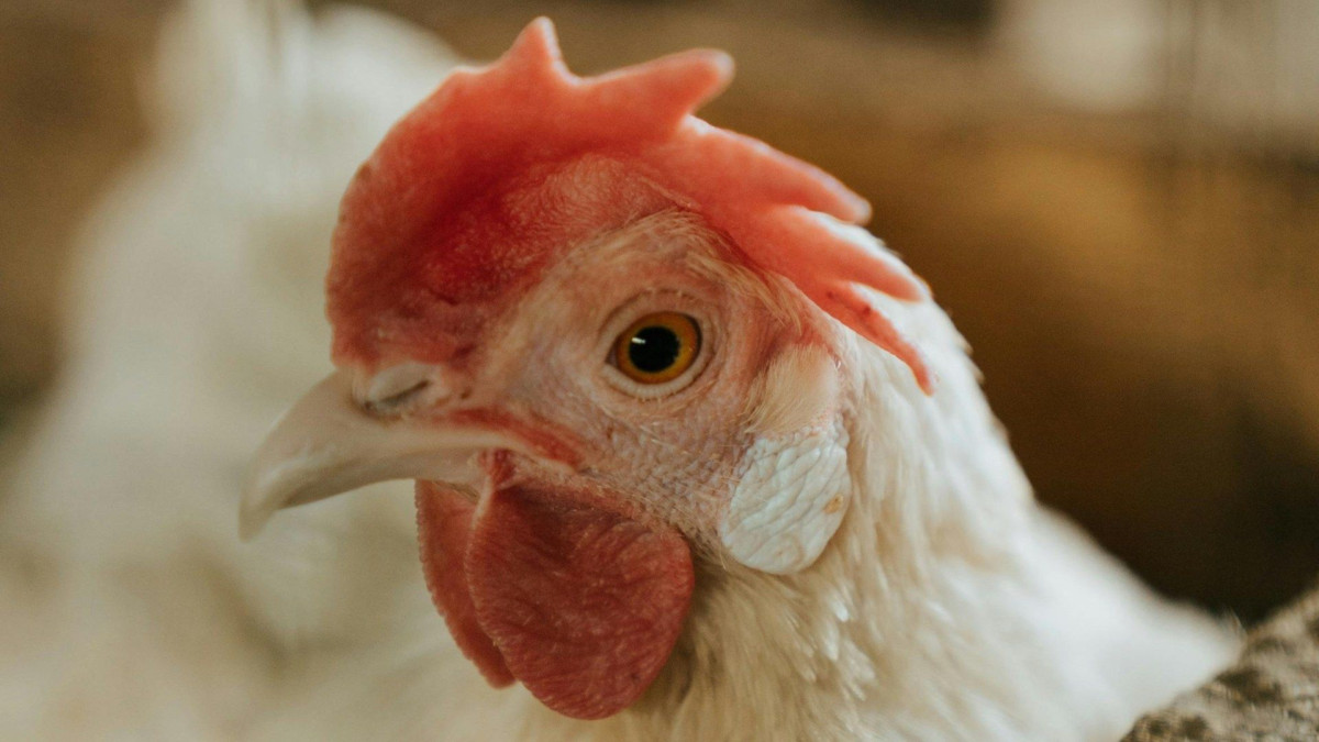 Detectan brote de influenza aviar AH7N3 en granja de NL