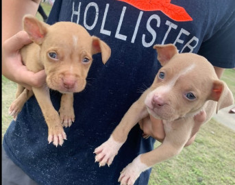 Alertan ante nuevo tipo de fraude por rescate de mascotas extraviadas