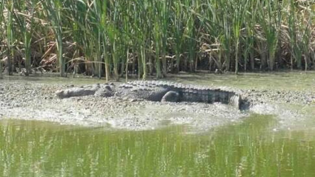 Tomarán medidas preventivas para evitar ataques de cocodrilos en Semana Santa